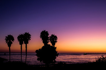 five palms