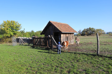 Ein kleiner Junge füttert ein Pony auf einem Bauernhof im Oderbruch