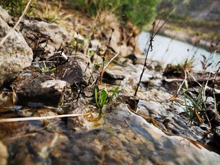 frog in a pond