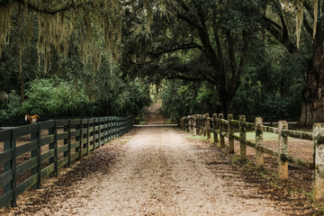 A southern Georgia narrow dirt road lined with pine trees and a fence on each side