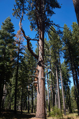 Fototapeta premium Forest Trees
