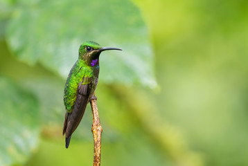 Fototapeta na wymiar Black-throated Brilliant - Heliodoxa schreibersii, beautiful rare shining hummingbird from Andean slopes of South America, Wild Sumaco, Ecuador.