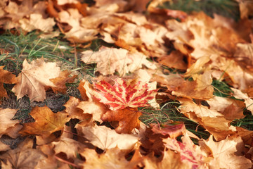 Autumn maple leaves on a blurred background, close-up, leaves texture,  red autumn background