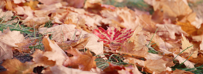 Autumn maple leaves on a blurred background, close-up, leaves texture,  red autumn background