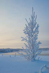 tree in winter