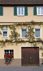Fototapeta na wymiar grape vine climbing at facade of old house