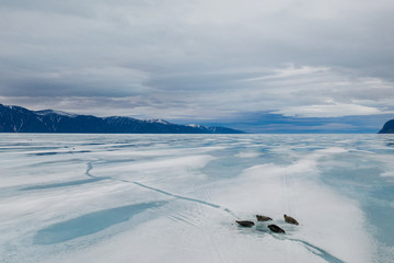Seals on the sea ice Pond Inlet, Nunavut, Canada © Colin