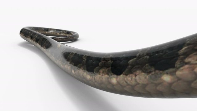 Realistic snake in attack animation stock footage with 3d rendering in alpha path.