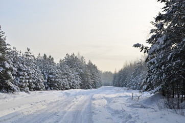 Snowy Road in Winter Forest. Awesome winter landscape. A snow-covered path among the trees in the wild forest.