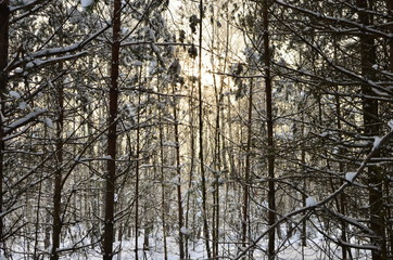 Sunset in the wood between the trees strains in winter period. Winter forest. Forest in the snow.