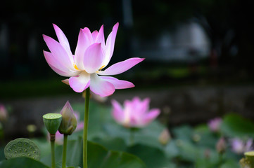Pink lotus water flower floating on the pond