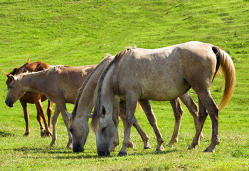 Naklejka na ściany i meble Group of white horses grazing at green pasture background