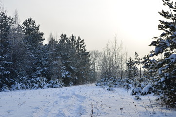 Awesome winter landscape. A snow-covered path among the trees in the wild forest. Winter forest. Forest in the snow.