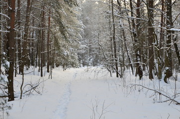 Fototapeta premium Awesome winter landscape. A snow-covered path among the trees in the wild forest. Winter forest. Forest in the snow.