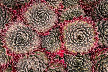 Natural symmetrical patterns in cacti  © William