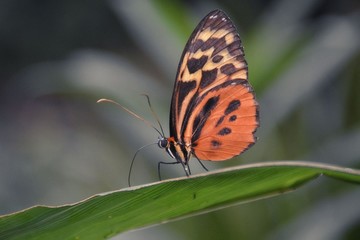 Fototapeta premium butterfly on a flower