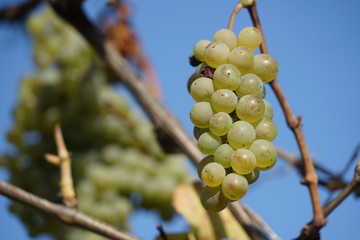 Weinrebe mit weissen Trauben im Sonnenlicht