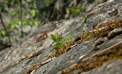 Pflanze auf kargen Boden.
