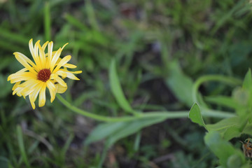 Yellow daisy