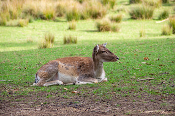 Ansicht einer liegenden Hirschkuh, lateinisch Cervidae