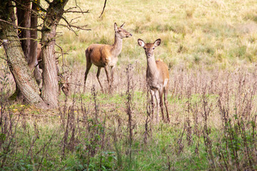 Ansicht von Hirschkühen, Rotwild, an einem Waldrand