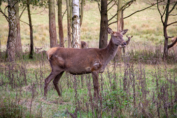 Ansicht von Hirschkühen, Rotwild, in einem Waldstück