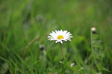 daisy in green grass