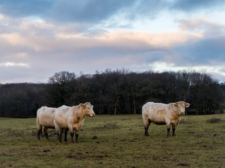 Obraz na płótnie Canvas three cows in a meadow at sunset