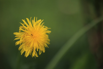 dandelion on green background