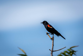 red-winged blackbird on top of a branch