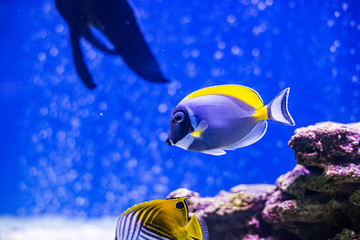 Fototapeta na wymiar Yellow-faced Angelfish swimming over a tropical coral reef