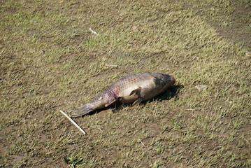 River creatures dead by flood