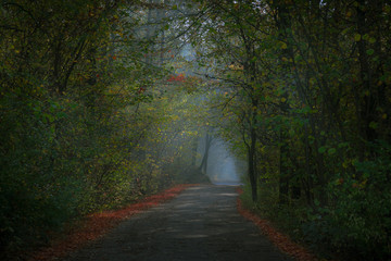 Obraz premium Droga przez las 