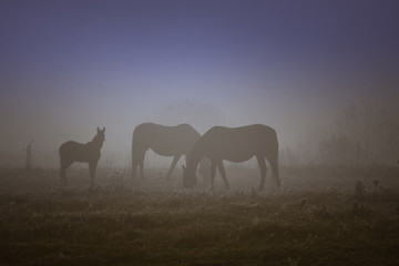 Konie we mgle 