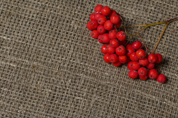 Bunches of rowan. They lie on a rough linen canvas.
