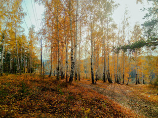 Obraz premium Autumn in the forest