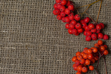 Bunches of rowan. They lie on a rough linen canvas.