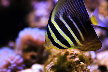 Sailfin Tang Fish - (Zebrasoma veliferum) 