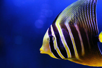 Sailfin Tang Fish - (Zebrasoma veliferum) 
