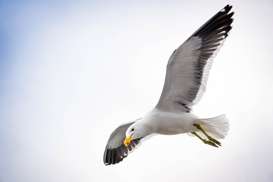 "Seagull Flying" Images – Browse 3,079 Stock Photos, Vectors, and Video ...