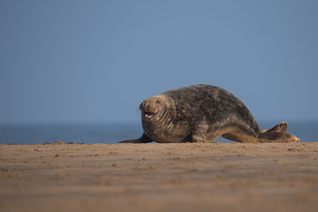 Grey seal bulls ,Halichoerus grypus