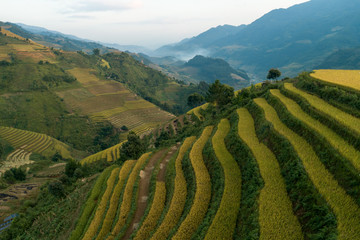 Rice green field at Mucangchai Vietnam