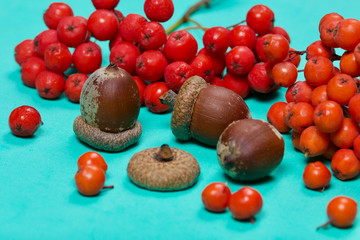 Bunches of mountain ash and several acorns lie on a mint-colored surface. Nearby are scattered individual rowan berries.