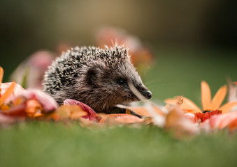 Igel im Laub