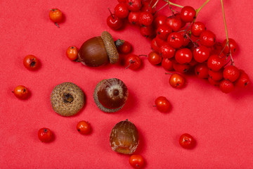Bunches of mountain ash and several acorns lie on a coral-colored surface. Nearby are scattered individual rowan berries.