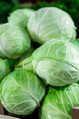 Fototapeta na wymiar Picture of beautiful fresh cabbage 