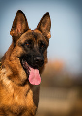 portrait german shepherd dog in autumn