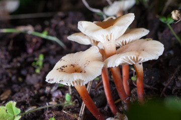 Armillaria-Honey mushroom