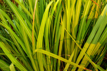 Closeup shot on green grass background