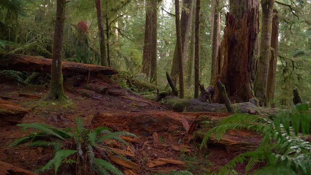 CLOSE UP: Old log decomposes deep in the lush forest on the rainy Olympic Peninsula. Chopped down trees rot in the depths of beautiful Hoh Rainforest. Tranquil rainforest in the Pacific Northwest.